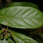 Ocotea leucoxylon Leaf