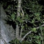 Dasyphyllum diacanthoides Kabuk