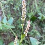 Persicaria maculosa Цвят