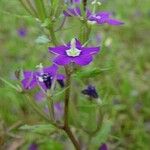 Legousia speculum-veneris Flower