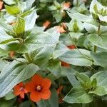 Lysimachia arvensis Leaf