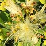 Caryocar brasiliense Kvet
