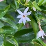 Jasminum simplicifolium Квітка