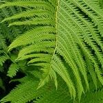 Polystichum acrostichoides ഇല