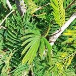 Acacia brevispica Leaf