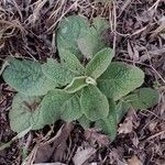 Pentanema squarrosum Leaf