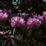 Rhododendron × geraldii Flower