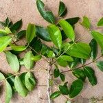 Zanthoxylum rhoifolium List