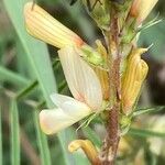 Onobrychis saxatilis Flower