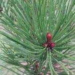 Pinus rigida Yaprak