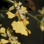 Erycina glossomystax Floare