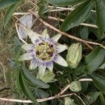 Passiflora caerulea Kvet