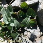 Dioscorea pyrenaica Habit