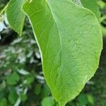 Halesia carolina Blad