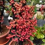 Ardisia crenata Плод