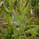 Scutellaria racemosa Natur