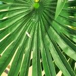 Trachycarpus fortunei 叶