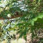 Leucaena leucocephalaFlor