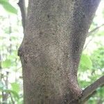 Casearia decandra 树皮