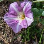 Calystegia soldanella Flor