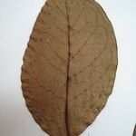 Acioa guianensis Blatt