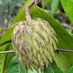 Duguetia riparia Fruit