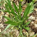 Plantago argentea Leaf