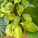 Capsicum pubescens Hoja