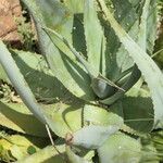 Aloe globuligemma आदत