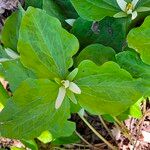 Trillium albidum