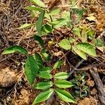 Cassia occidentalis Leht