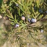 Juniperus thurifera ഫലം