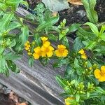 Tagetes lucida പുഷ്പം