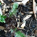 Polystichum aculeatum Blad