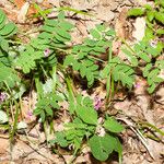 Lathyrus niger ফুল