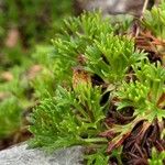 Saxifraga trifurcata Blatt