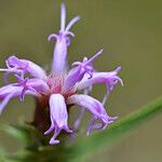 Liatris squarrosa Kukka