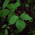 Rubus pubescens ഫലം