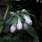 Symphytum officinale 花