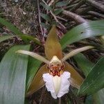 Coelogyne lawrenceana Квітка