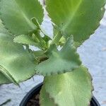 Kalanchoe ceratophylla Folha