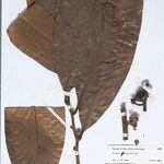 Guatteria megalophylla Leaf