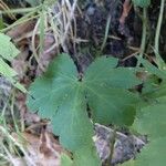 Sanicula europaea Likasa