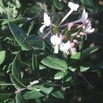 Lonicera implexa Flower