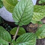 Mentha × piperita List