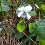Viola blanda Blomst