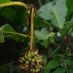 Psychotria arnoldiana Fruit