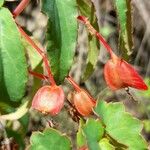 Begonia boliviensis ഫലം