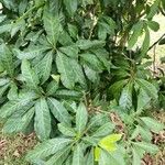 Pouteria caimito Leaf