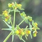 Euphorbia exigua Virág